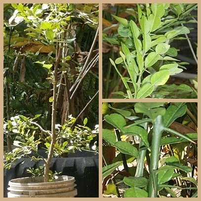 limau purut / kaffir lime
