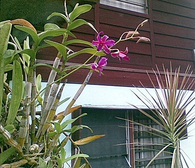 Dendrobium spp