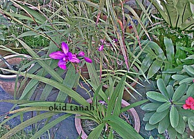 okid tanah