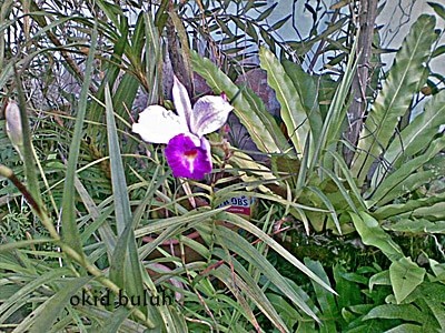 okid buluh / bamboo orchid
