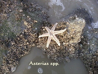 tapak sulaiman {bhgn.tapak} / starfish(lower surface)