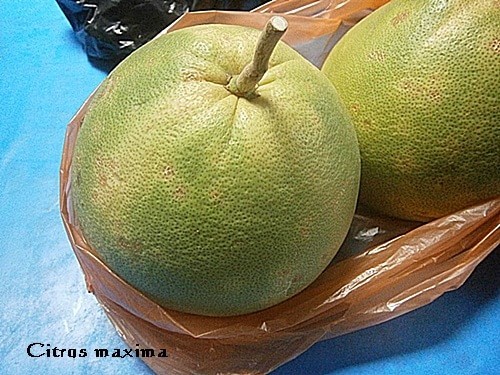 limau kedangsa / pomelo