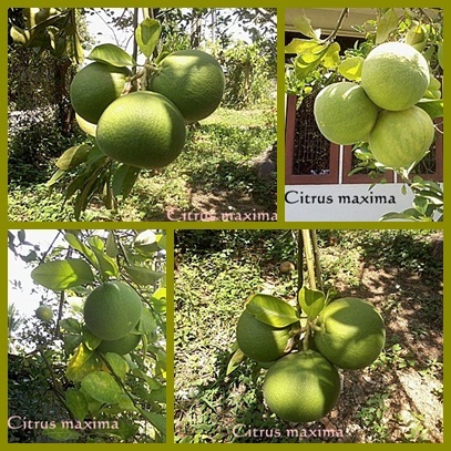 limau kedangsa / pomelos