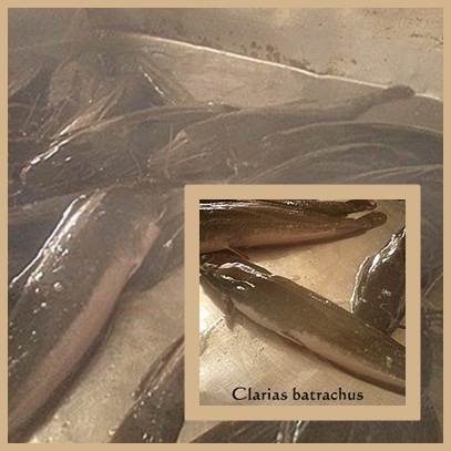 ikan keli / freshwater catfish