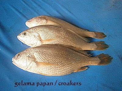 ikan gelama / croakers