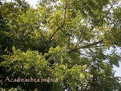 pokok mambu / neem tree