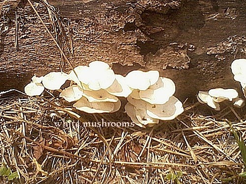 mushrooms