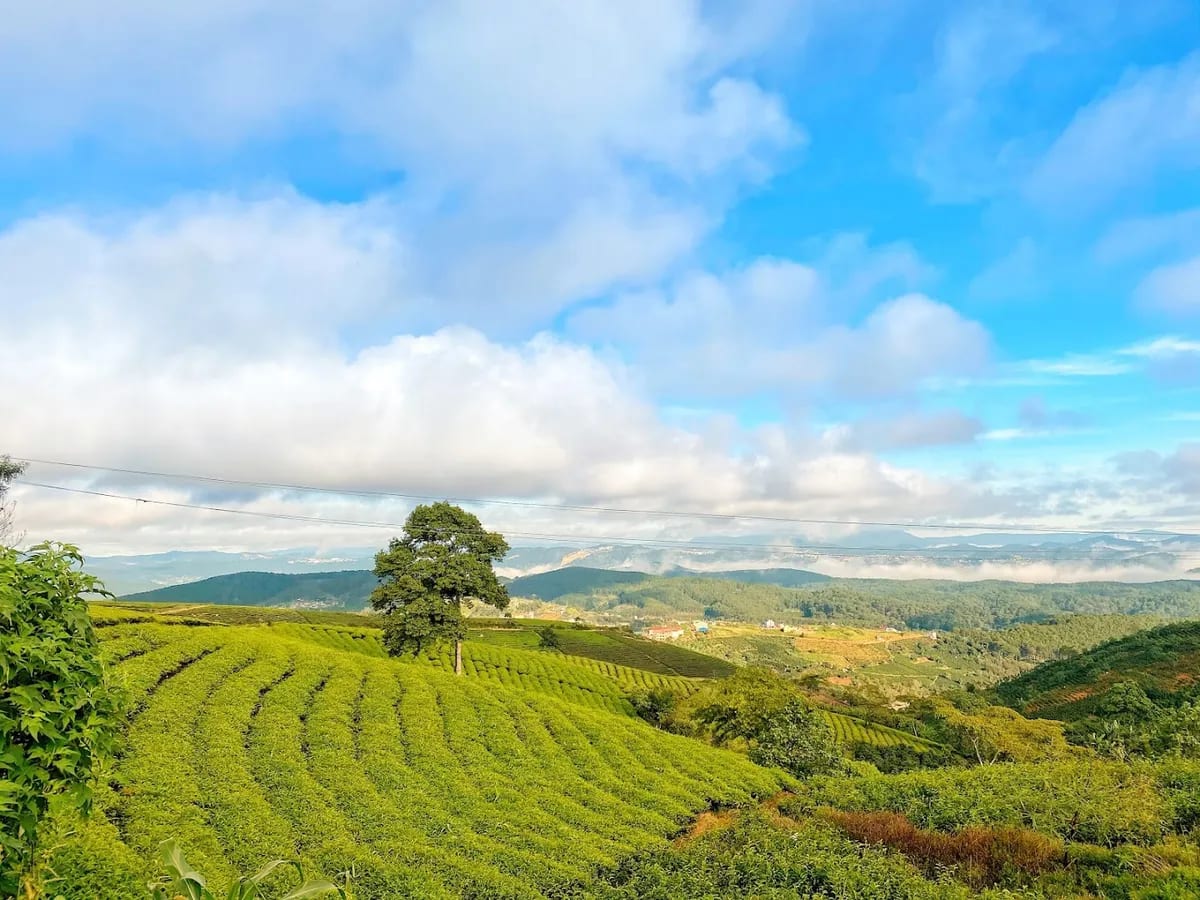 Làng Trà Cầu Đất