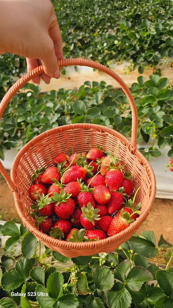 Vườn Dâu Tây Bé Bơ