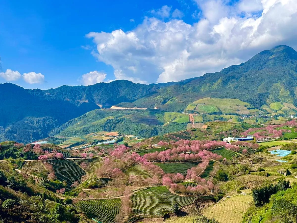 Đồi chè Ô Quý Hồ