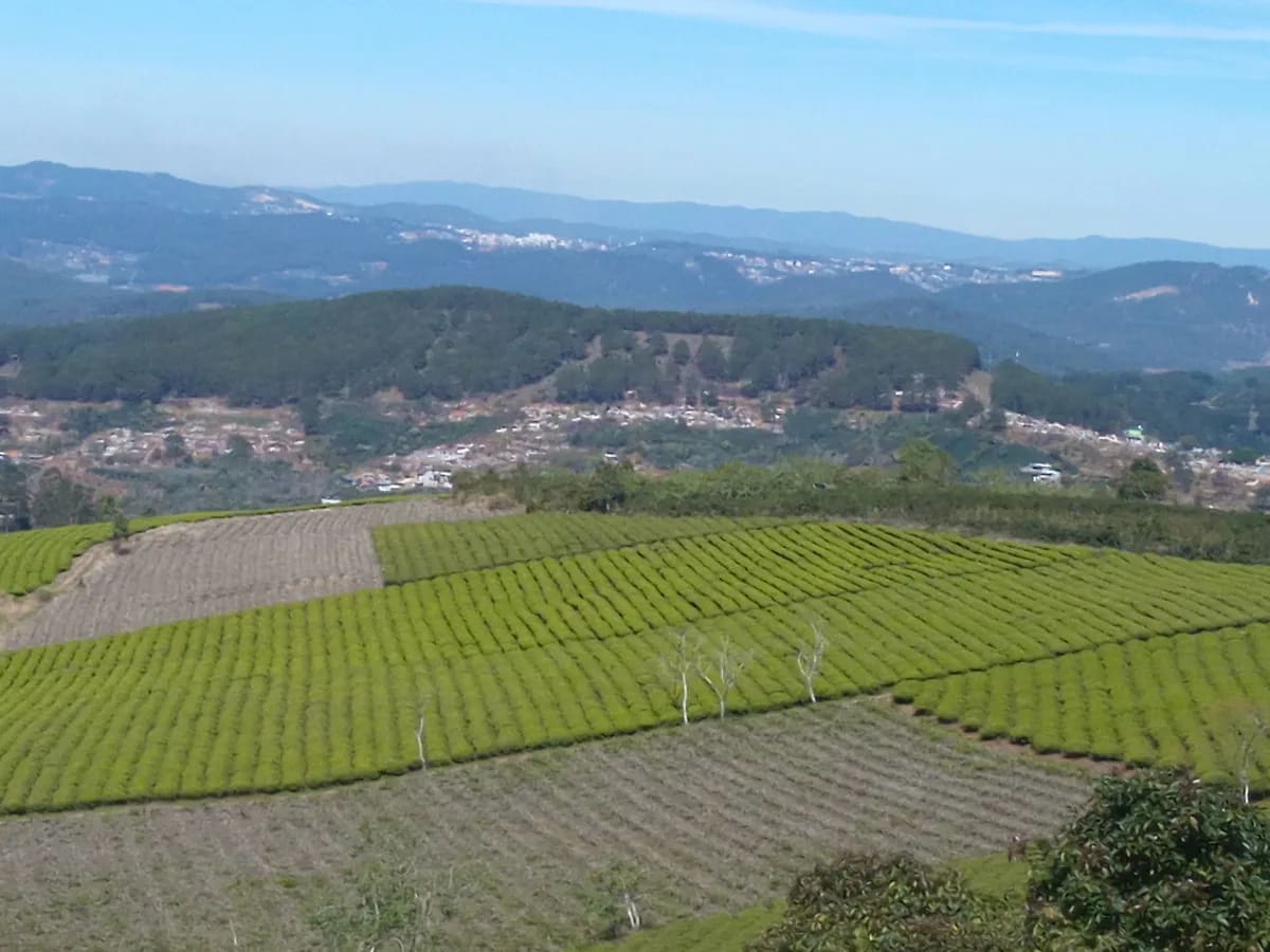 Đồi chè Cầu Đất (Cầu Đất Farm)