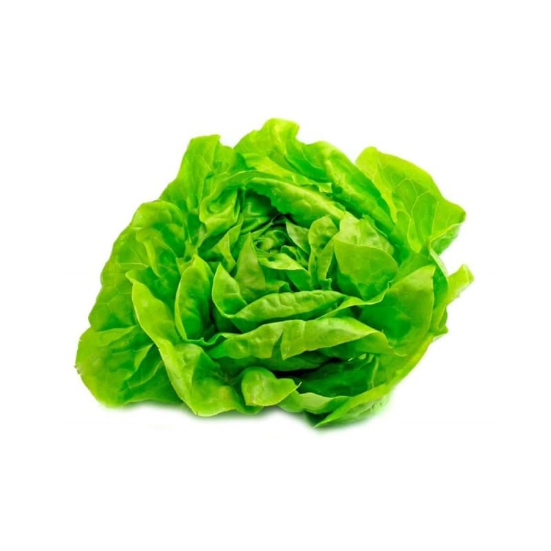 Lechuga