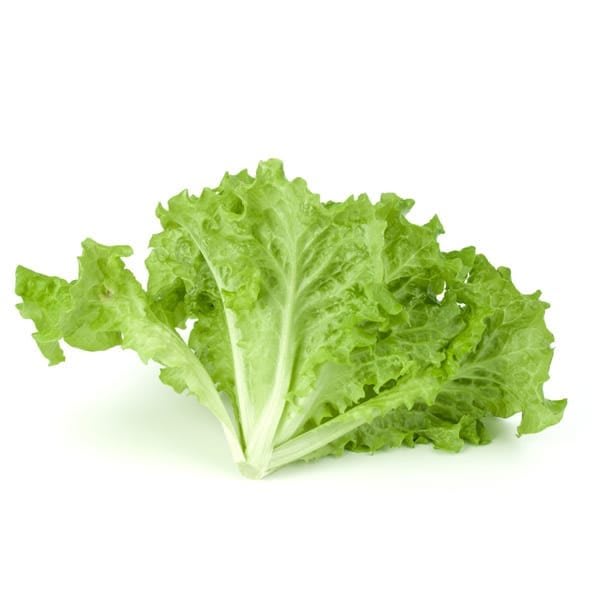 Lechuga Criolla