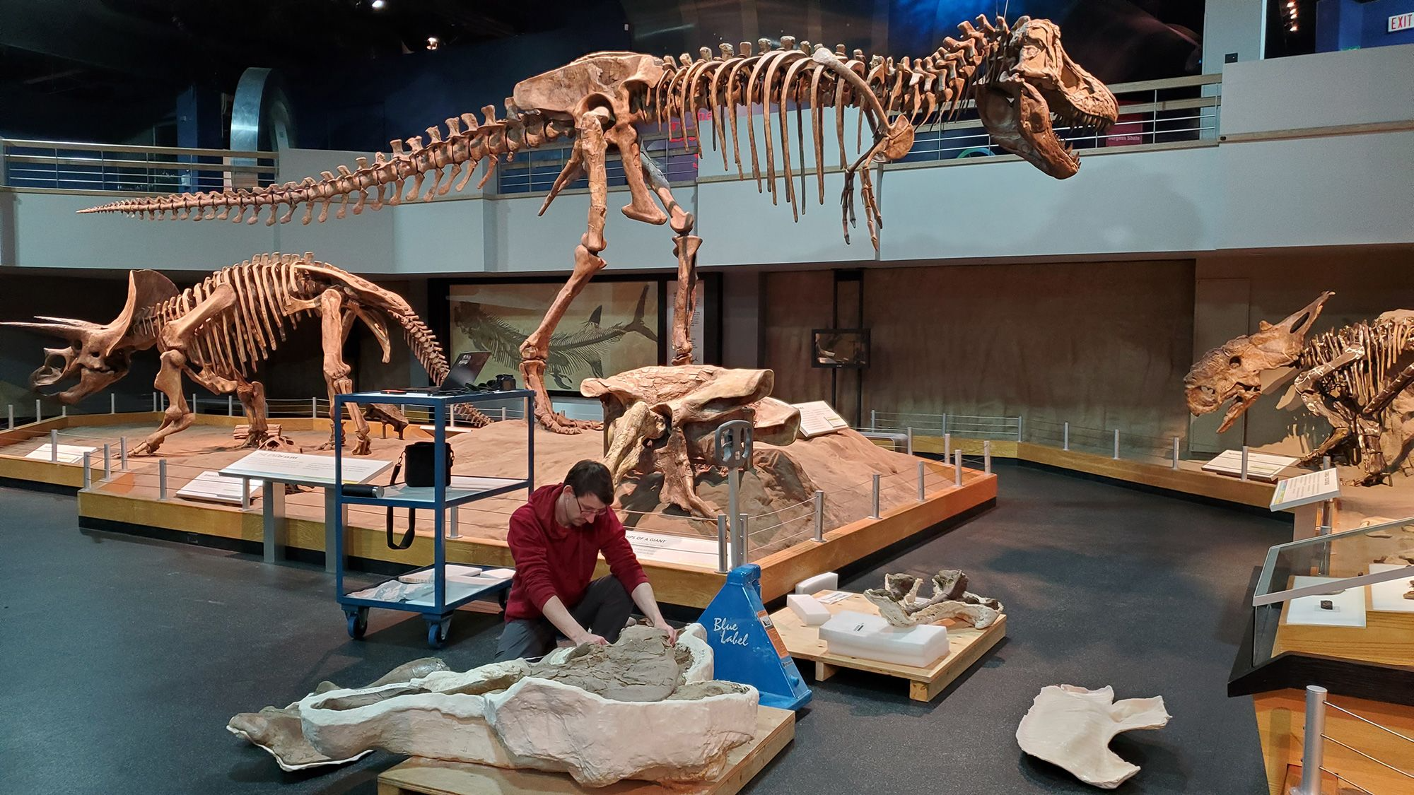 New Fossil Discovery Could Rewrite Dinosaur Evolution