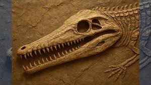 Fossil Find in Rajasthan Rewrites History