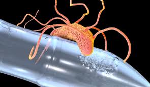 Scientists Develop Plastic-Eating Bacteria