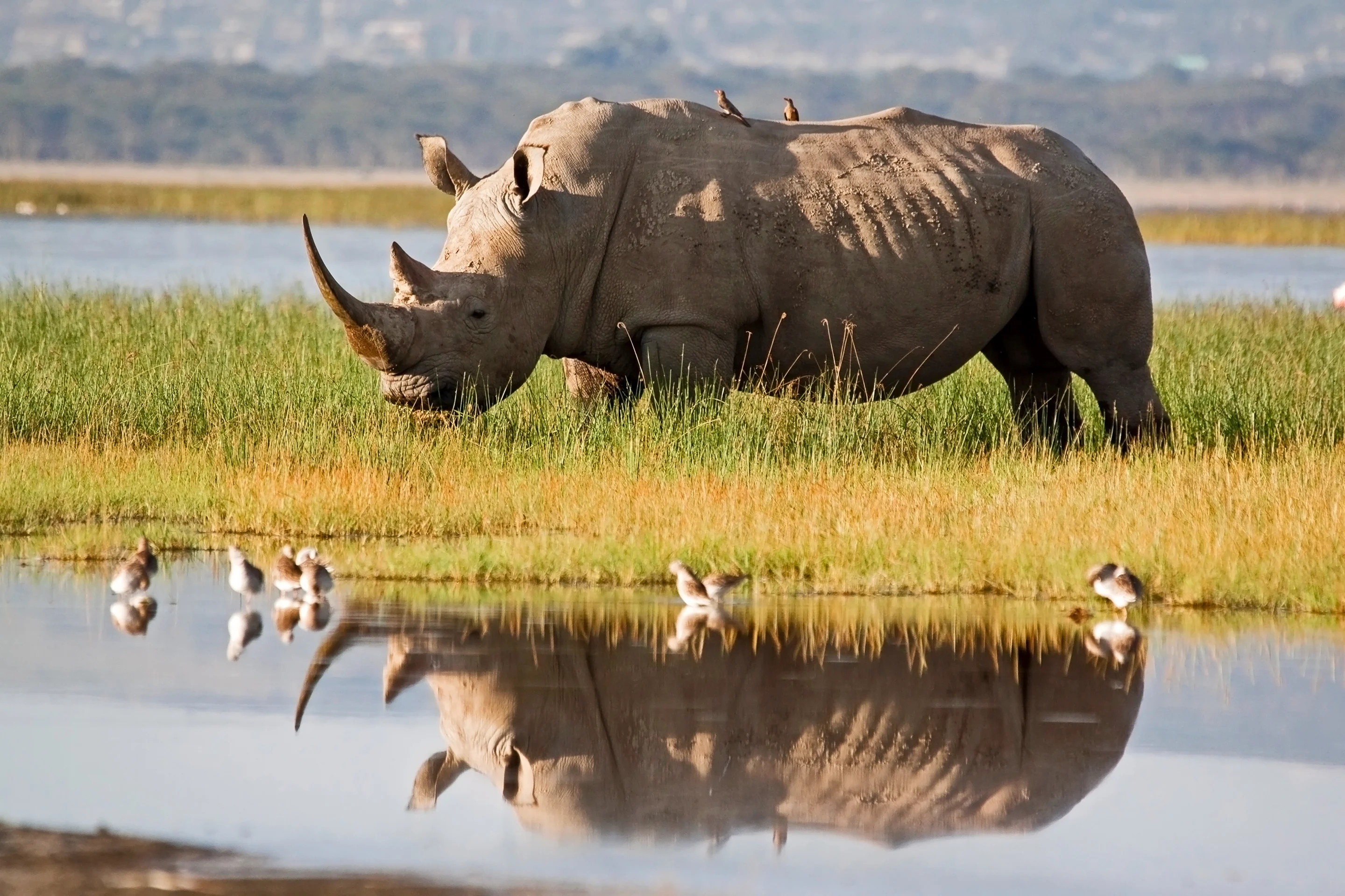 Ancient proteins rewrite rhino tree