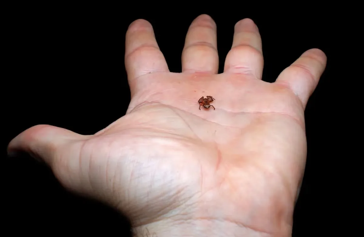 Discovery of New Frog Species