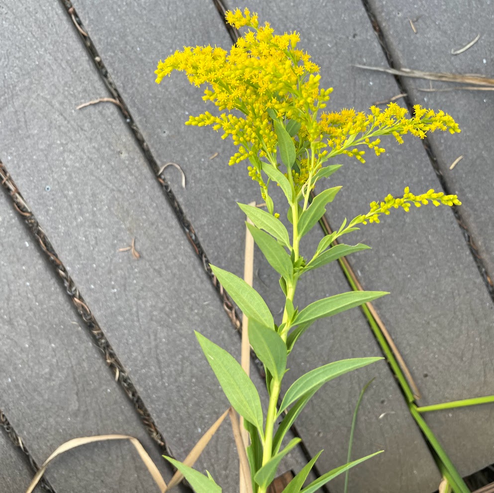 championship goldenrod