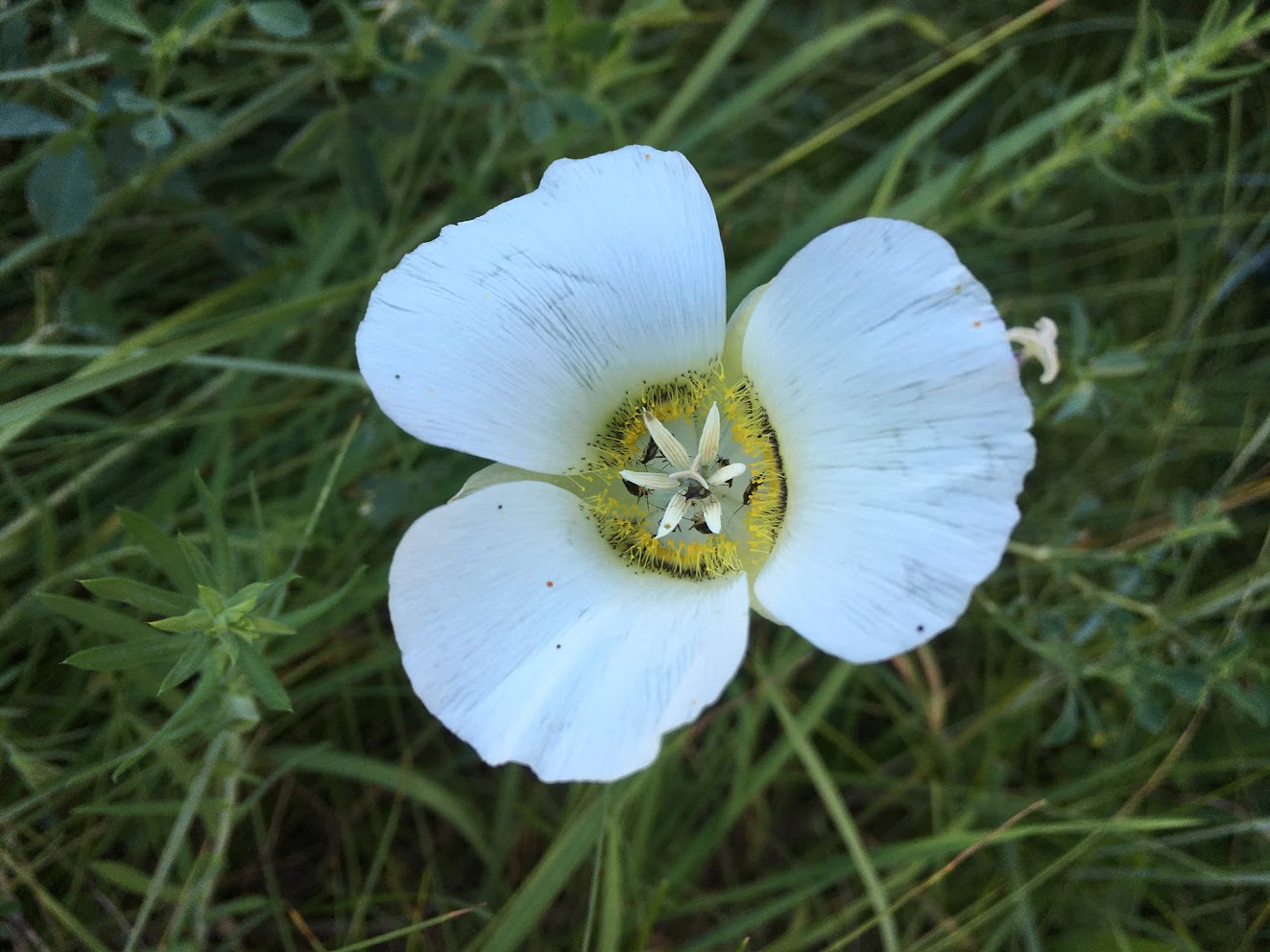 mariposa-lily