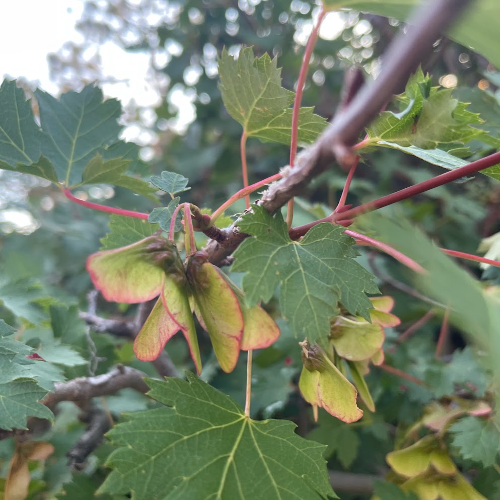Rocky Mountain Maple