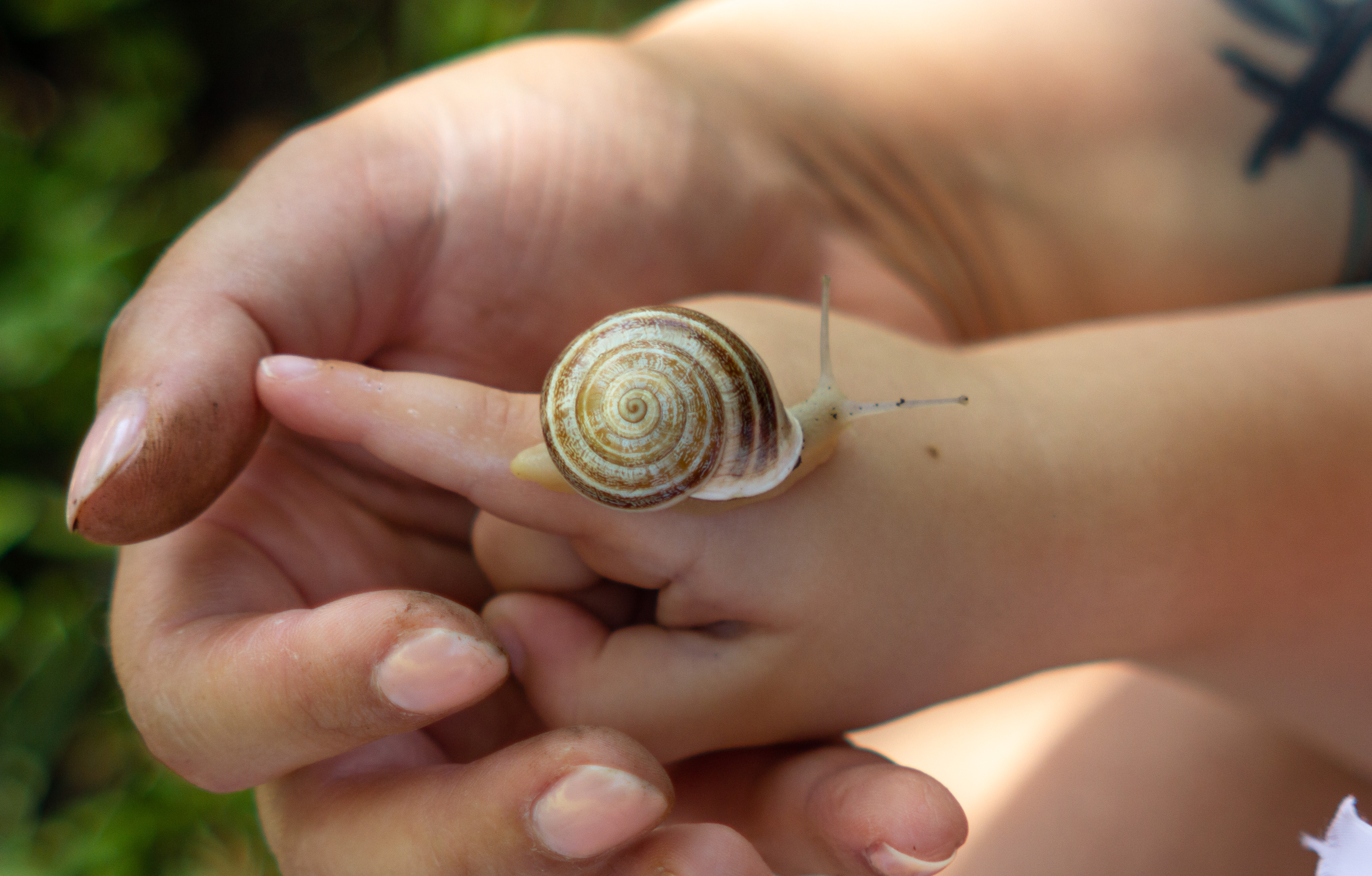 snail-on-hand