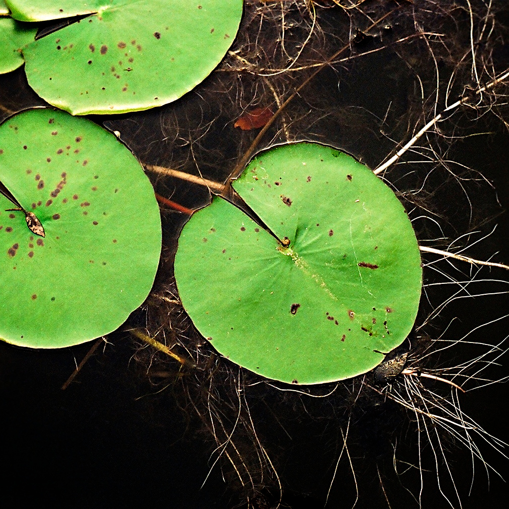 Lily pads in water