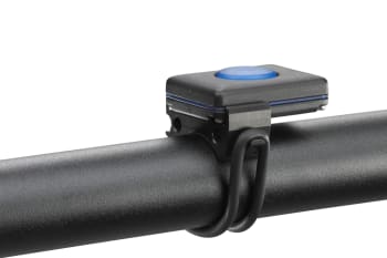 Lupine Betty R Peppi V4