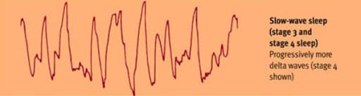 Stage 3 &4 Brain Waves