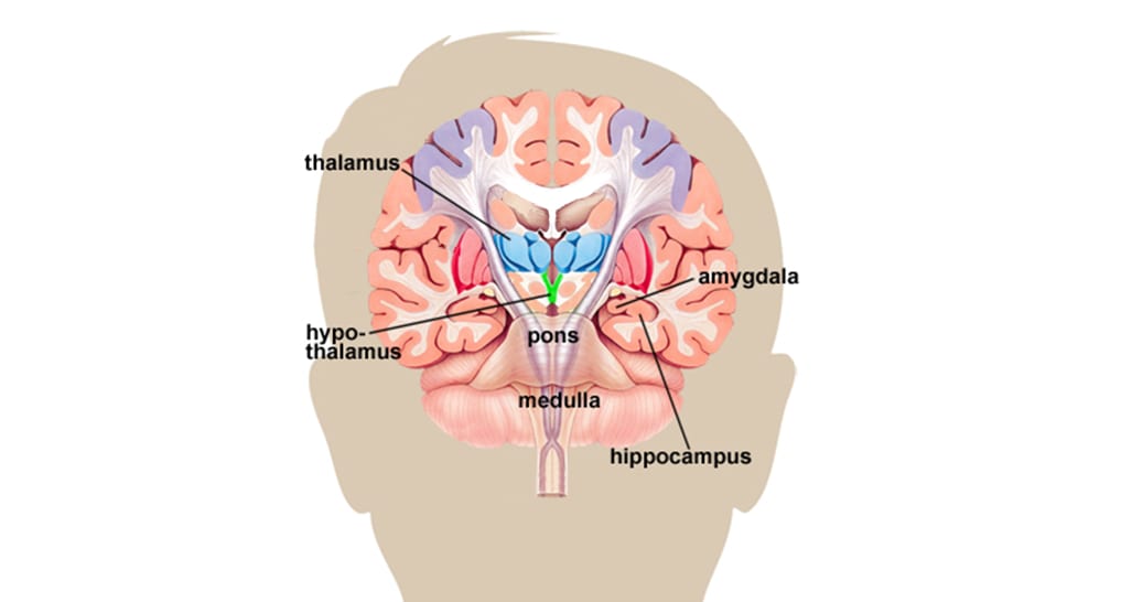 Brain Basics: Understanding Sleep  National Institute of Neurological  Disorders and Stroke