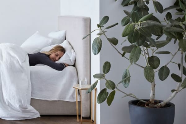 How To Get Rid Of Bed Bugs Naturally Sleepare