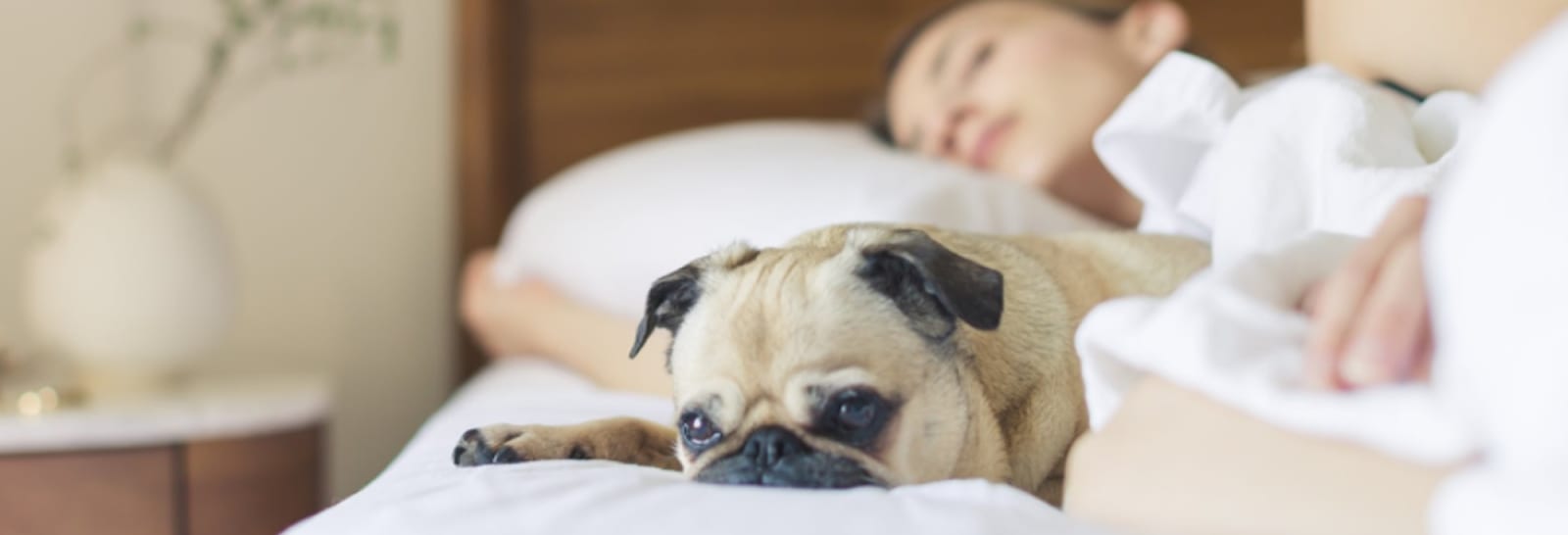 The Effects of Your Dog Sleeping in Your Bed: Pros and Cons · The Wildest