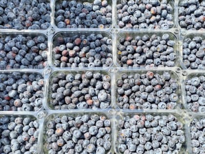 В Екатеринбург привезли первую партию голубики из Узбекистана