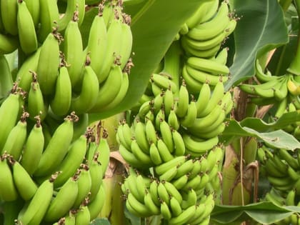 Идея выращивания бананов в России: новые горизонты для экономики страны
