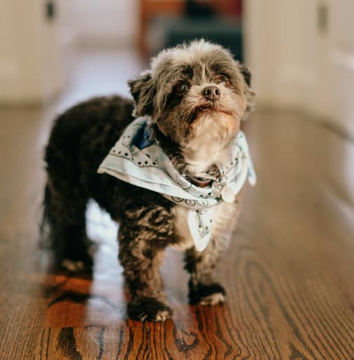 Frank the dog!