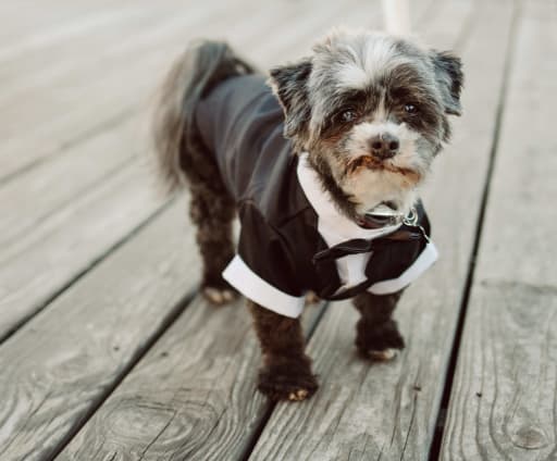 Frank the dog, all dressed up!