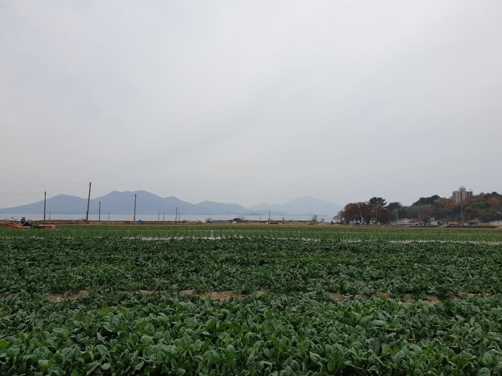 남해시금치 11