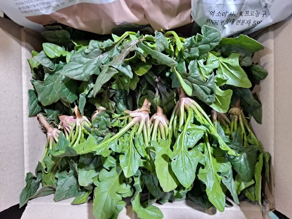 남해시금치 17