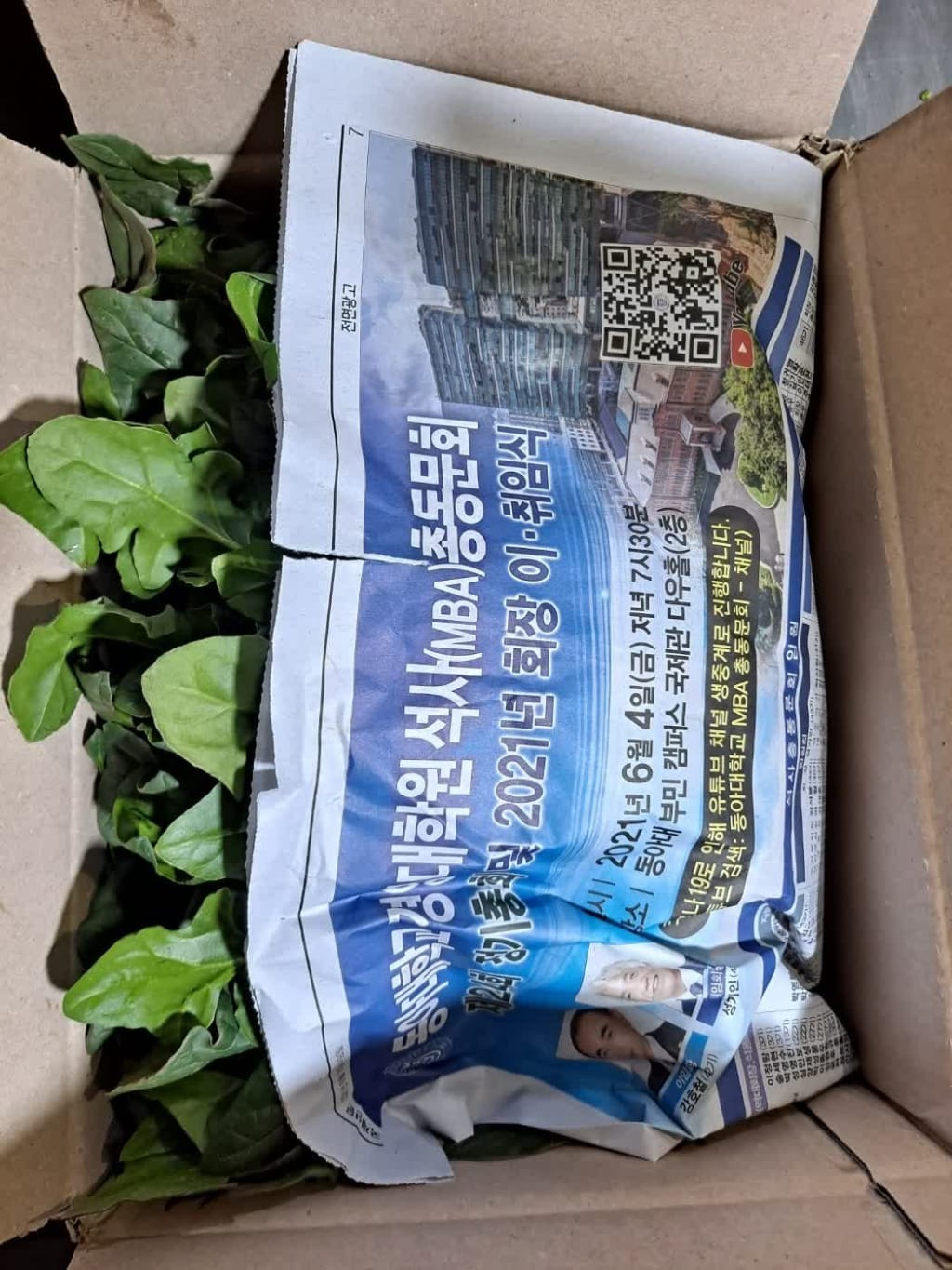 남해시금치 6