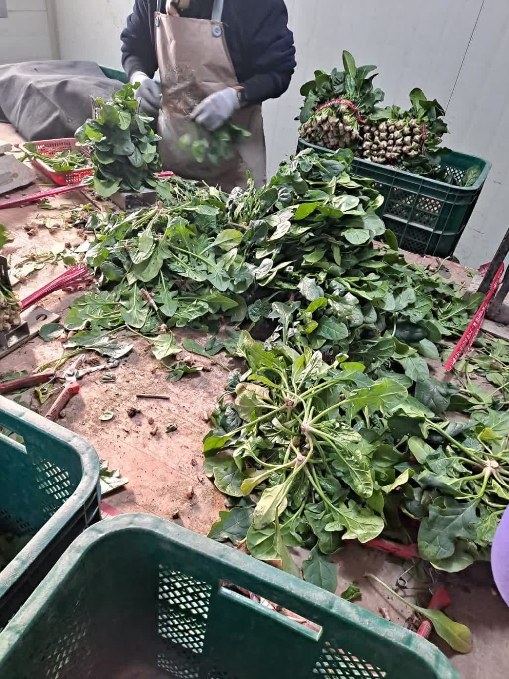 남해시금치 10