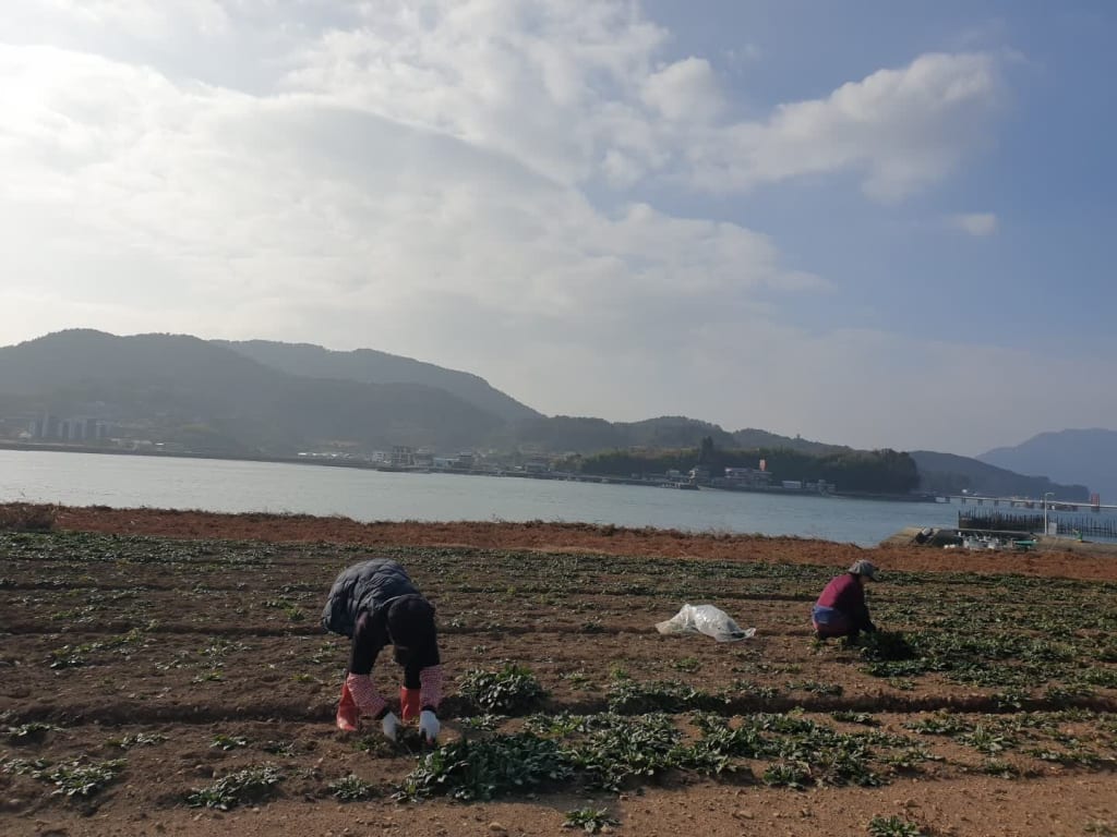 남해시금치 4