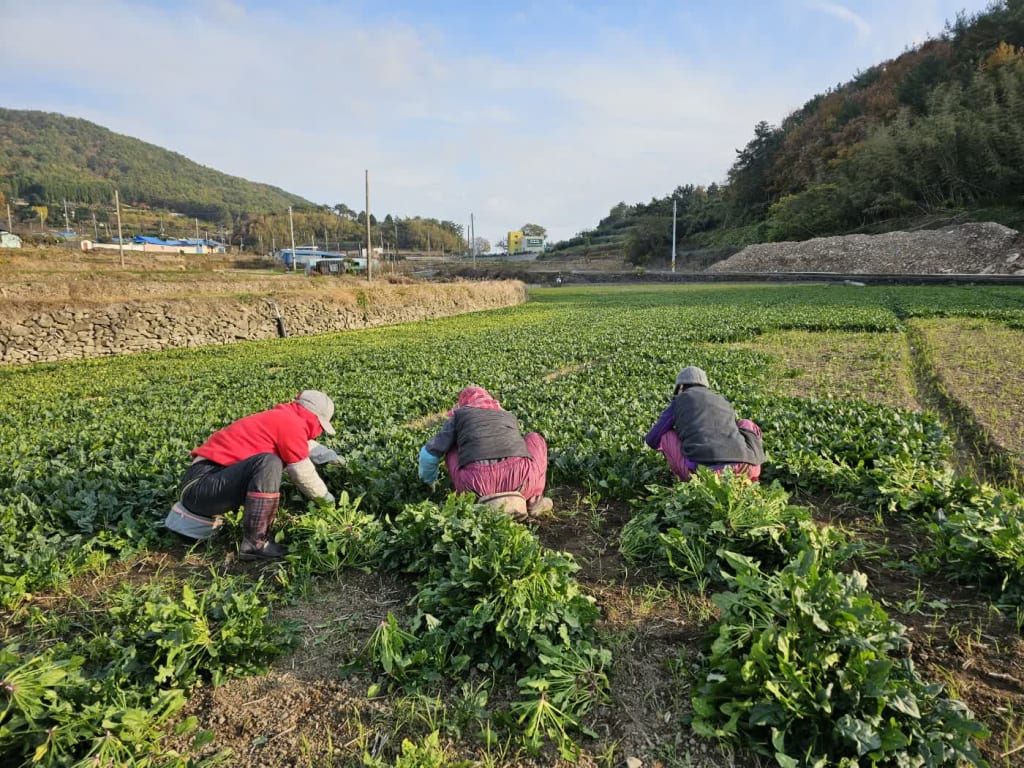 남해시금치 5