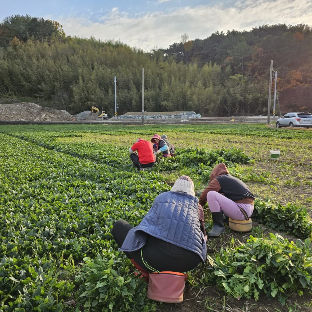 남해시금치 7