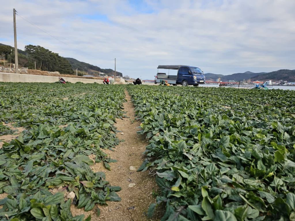 남해시금치 16