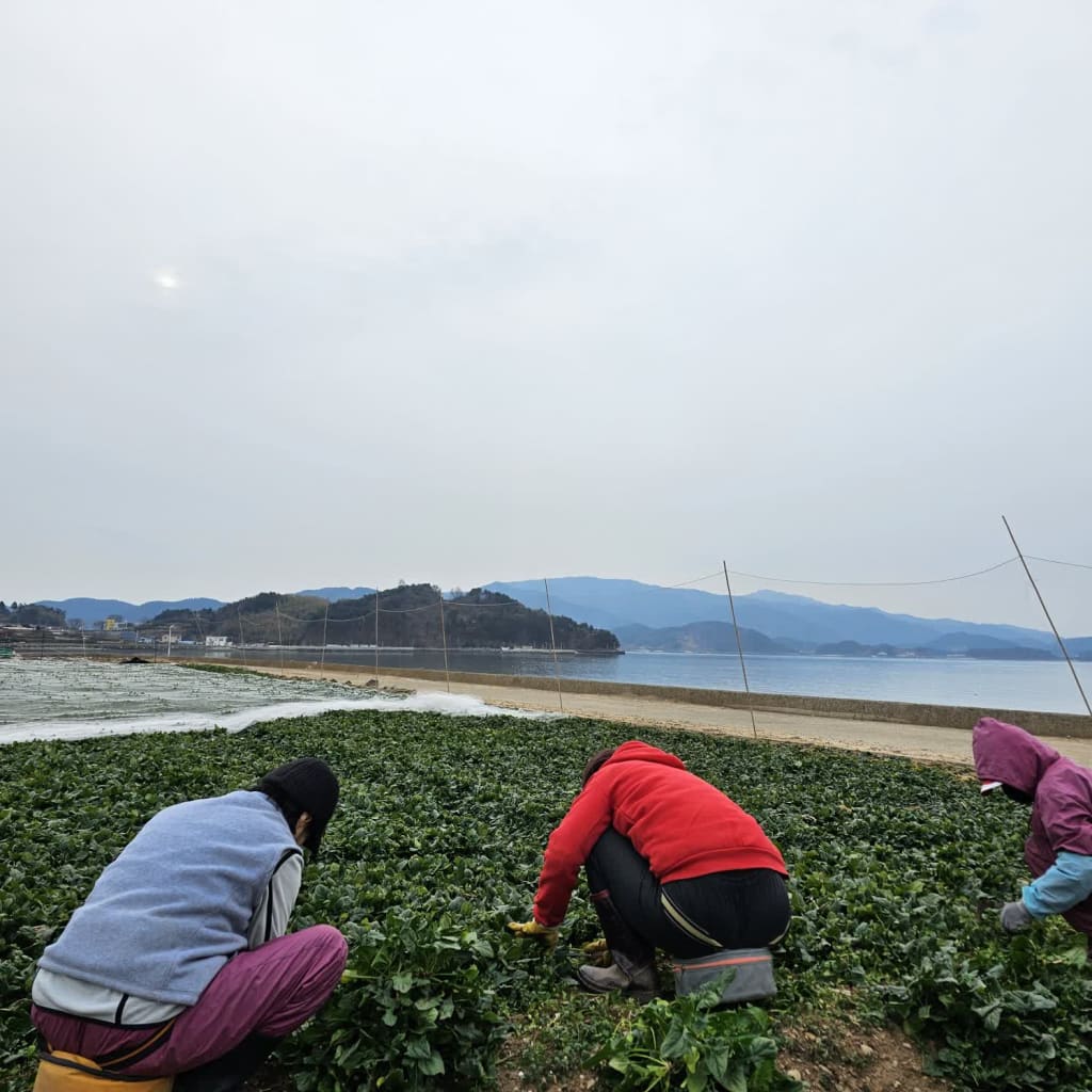 남해시금치 3