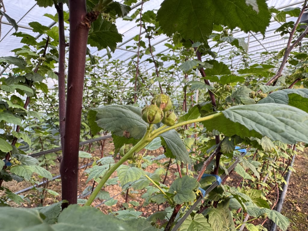 산딸기 2