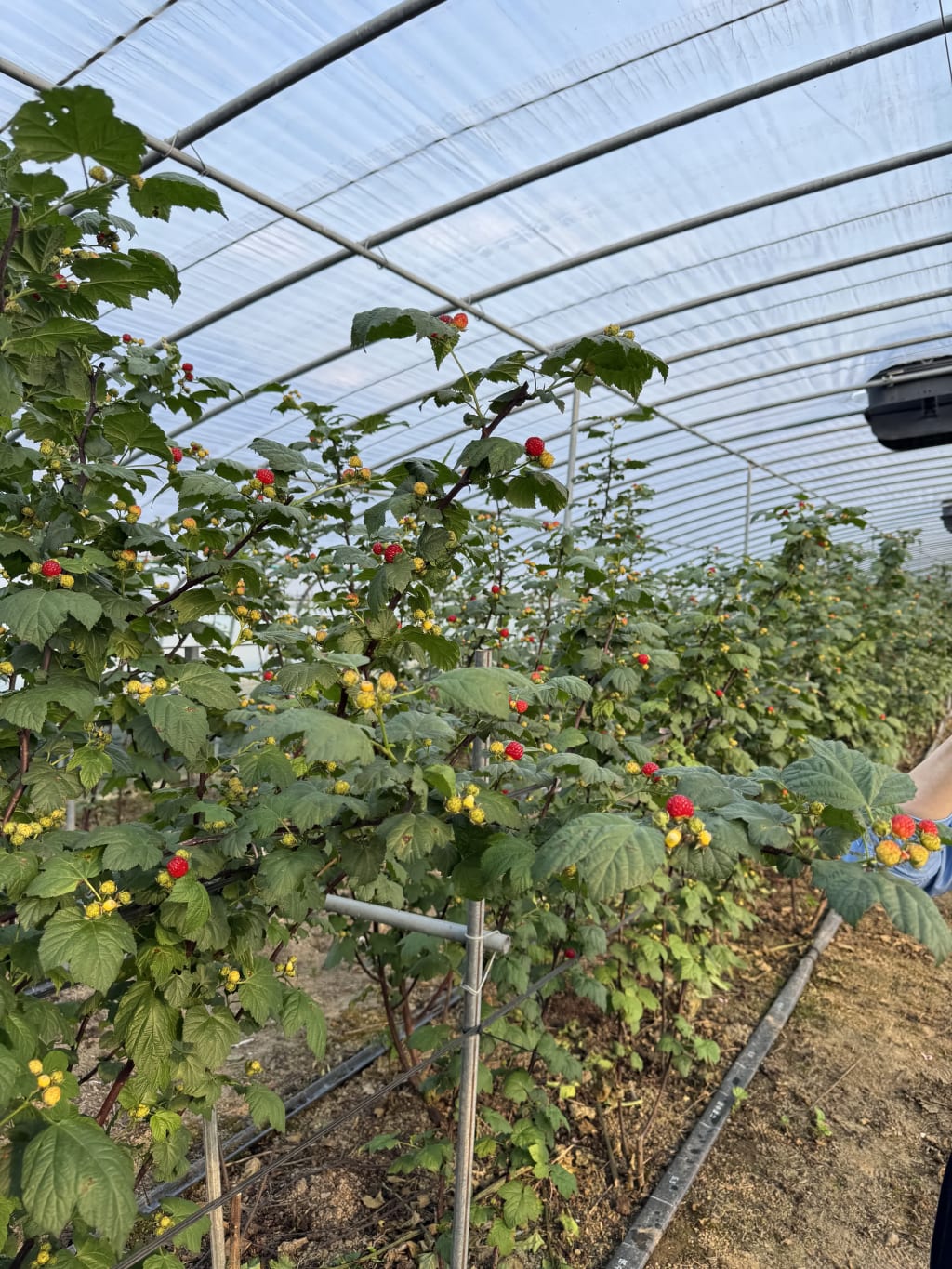 산딸기 4