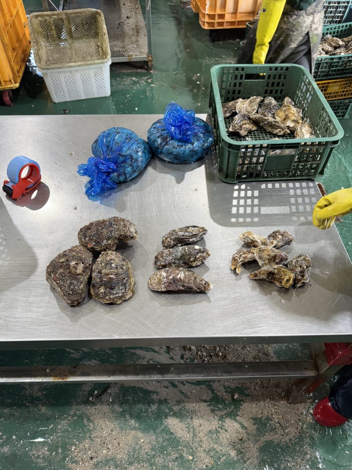바위굴,삼배체굴 석화 4