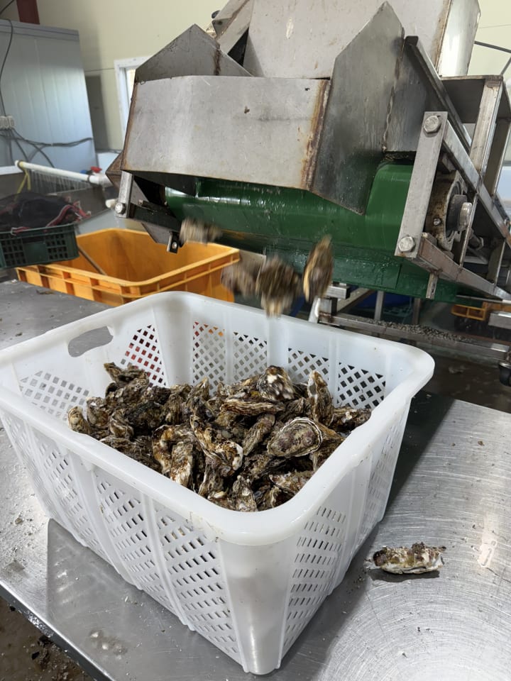 바위굴,삼배체굴 석화 6