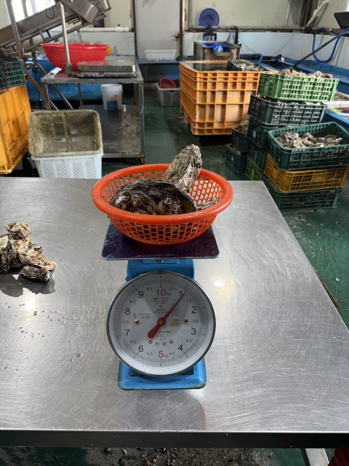 바위굴,삼배체굴 석화 5